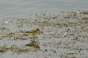 Yellow wagtail